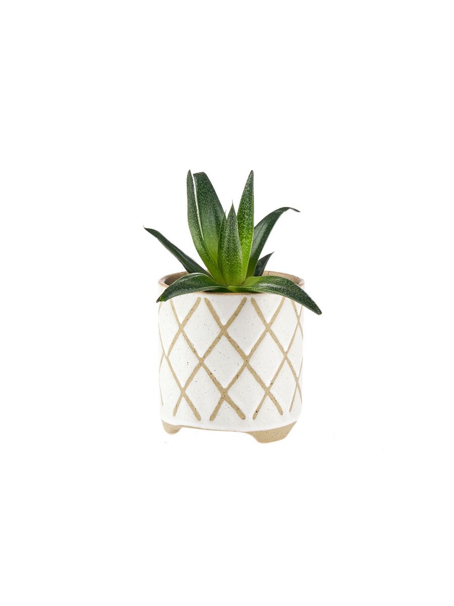 Estrada White Planter Pot 16cm