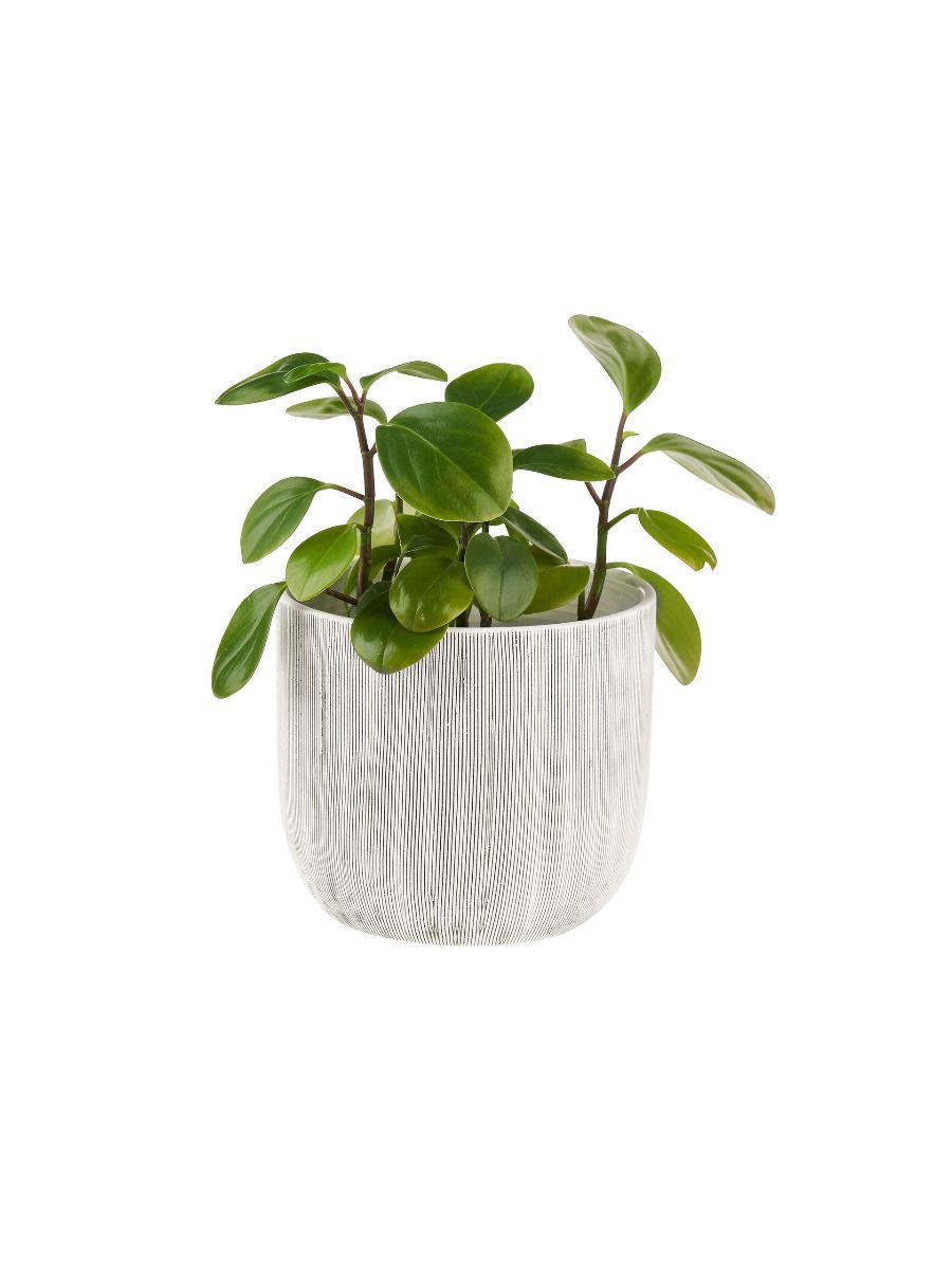 Taupin Planter Pot 19cm